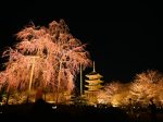 東寺桜ライトアップ