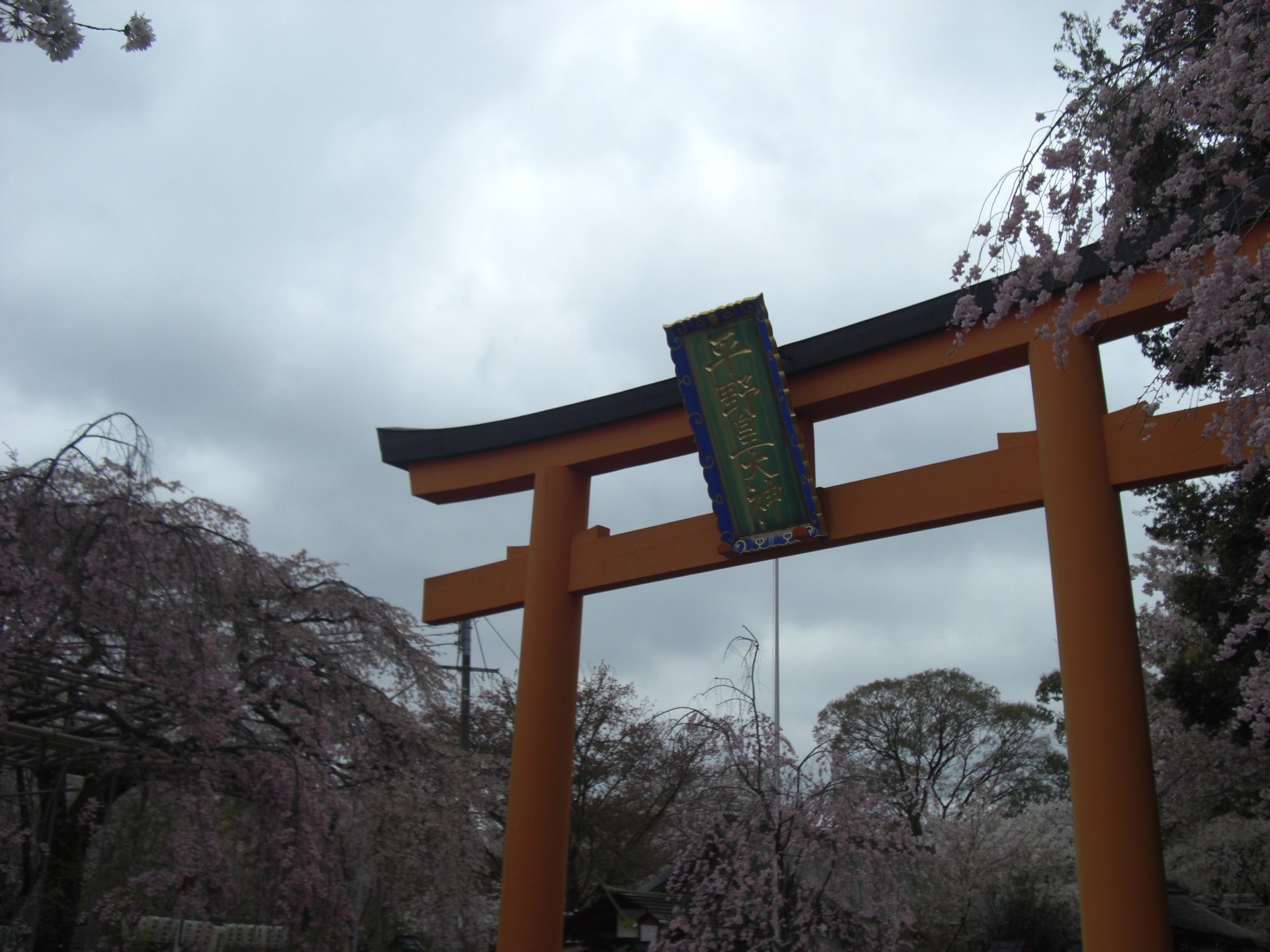 平野神社桜見ごろ22 4月上旬頃 ライトアップ 京都ガイド
