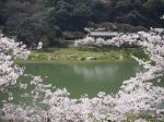 木津川畔の桜