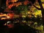 高台寺紅葉ライトアップ（Kodai-ji Temple Night Illumination）