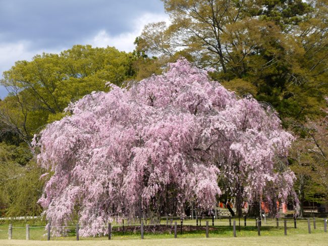 上賀茂神社桜見ごろ23 4月上旬 中旬頃