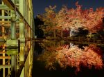 けいはんな記念公園紅葉ライトアップ