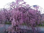 嵐山公園桜