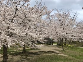 けいはんな記念公園桜見ごろ