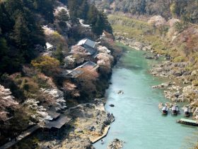保津峡桜