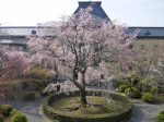 京都府庁旧本館桜