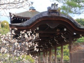 平安神宮梅見ごろ