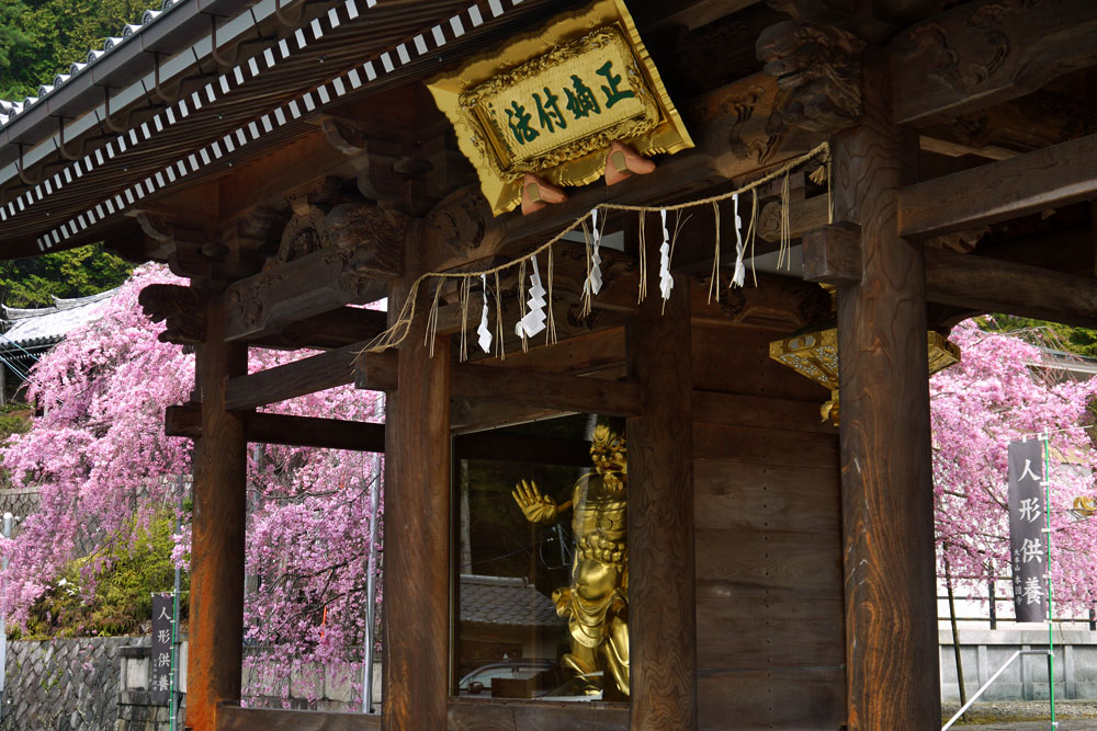 本圀寺の桜見ごろ2027（時期:4月上旬頃）山科