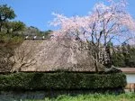 美山かやぶきの里桜見ごろ