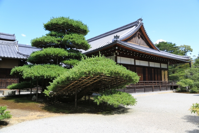 袋帯　松　金閣寺 金閣寺 ～西方浄土への旅立ちを待ち続ける老松 | 京都トリビア