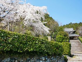 西寿寺桜