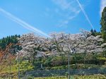 三明院桜