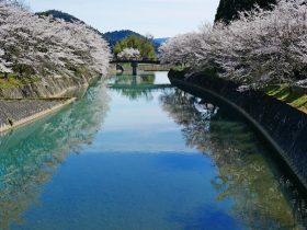 弓削川桜
