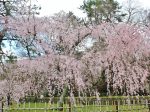 近衛邸跡桜
